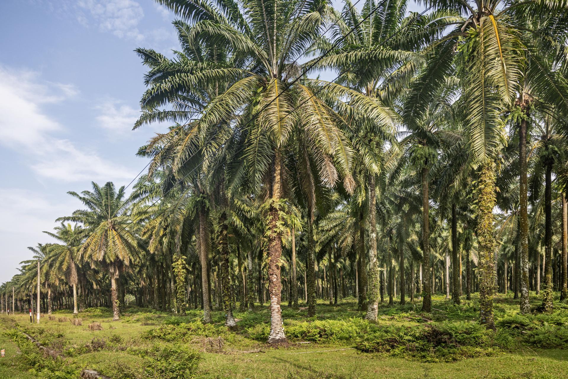 Palm oil plantation