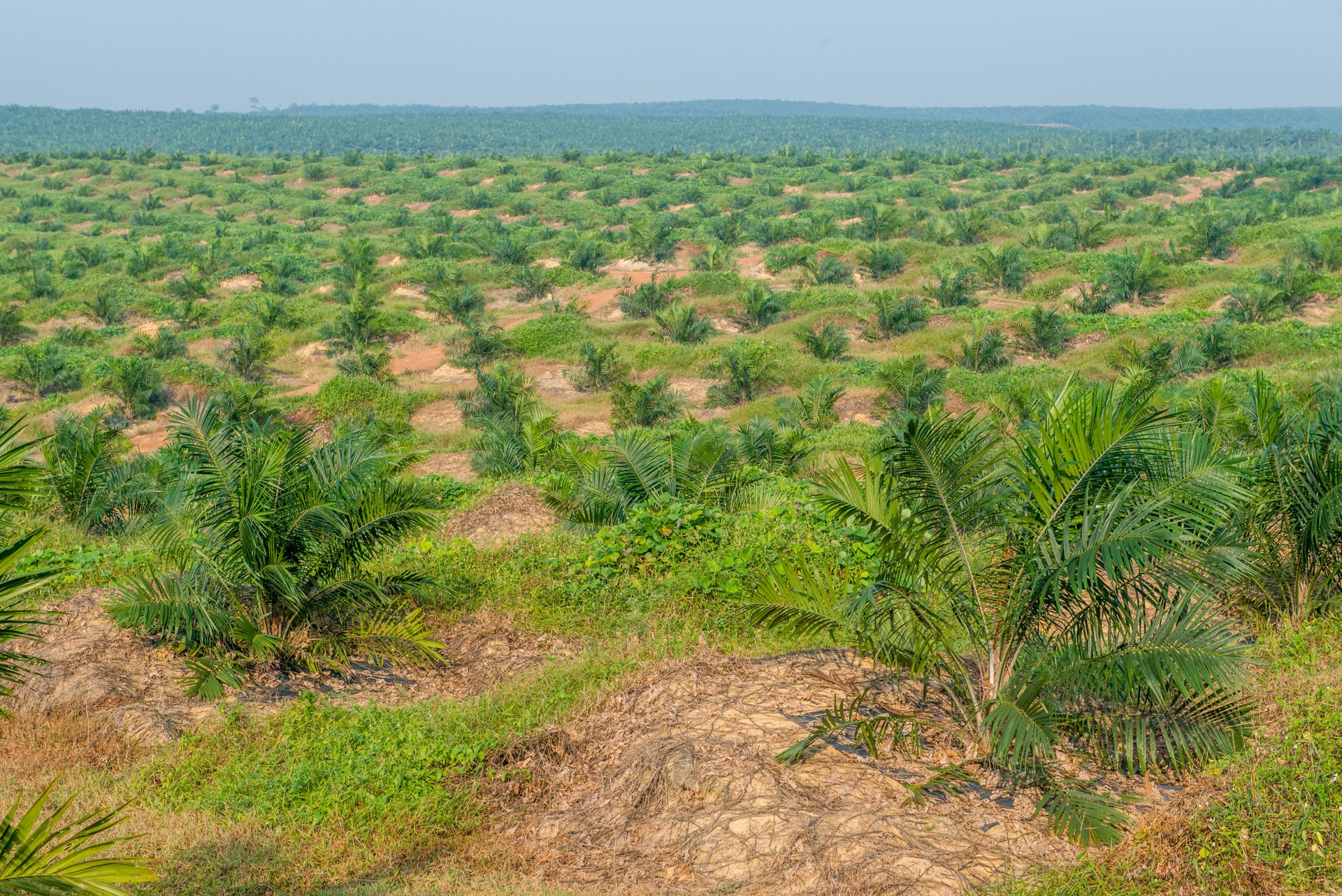 Oil Palm Plantation