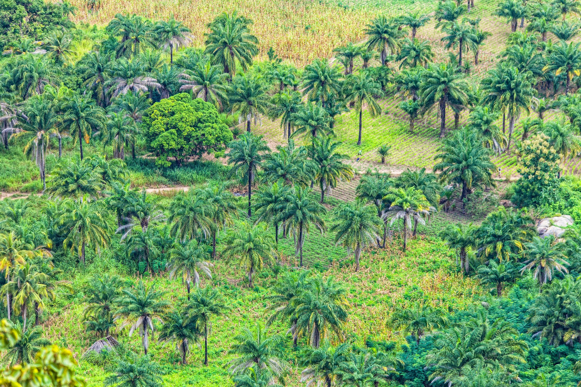 African agricultural lands.