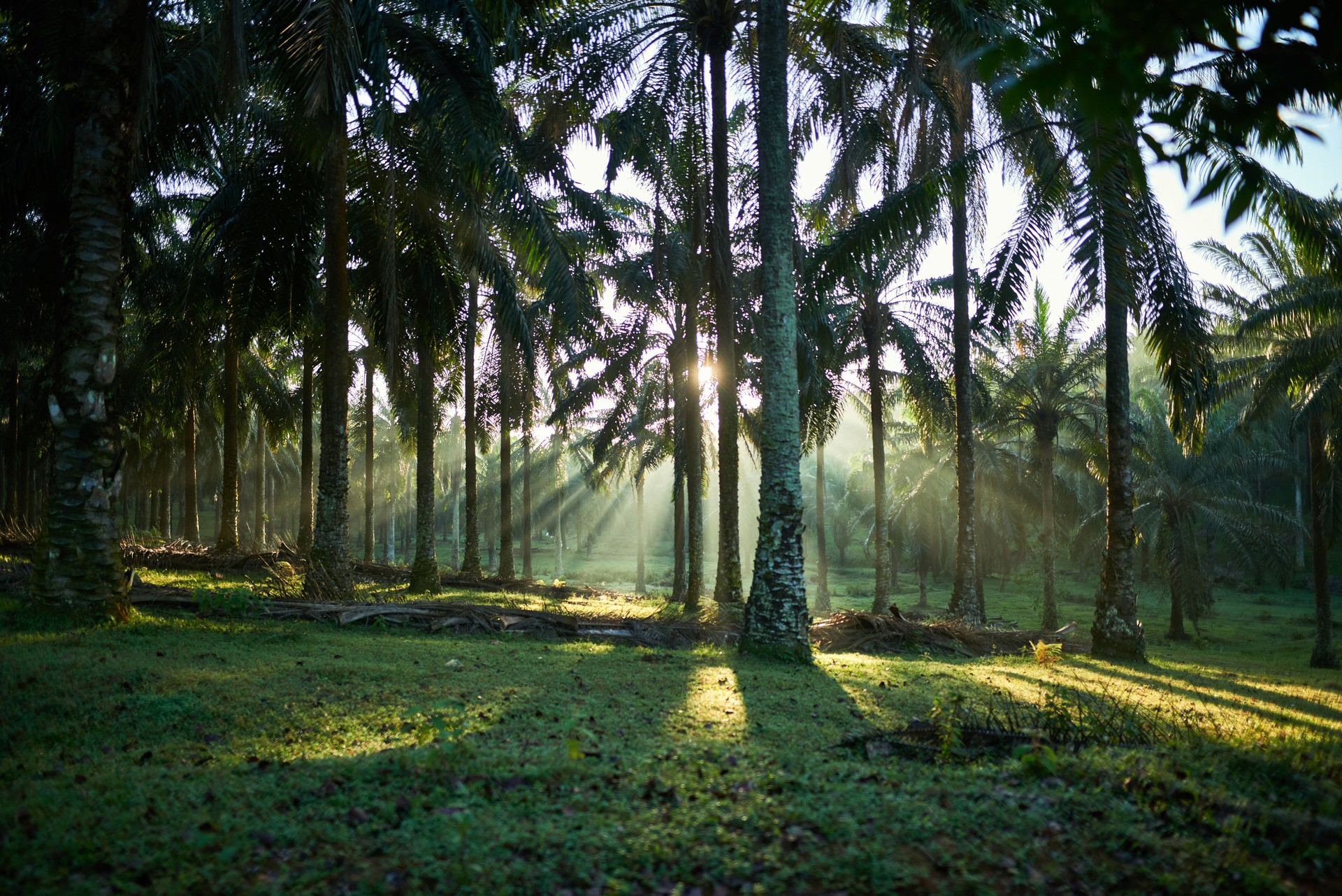 Oil palm plantation estates