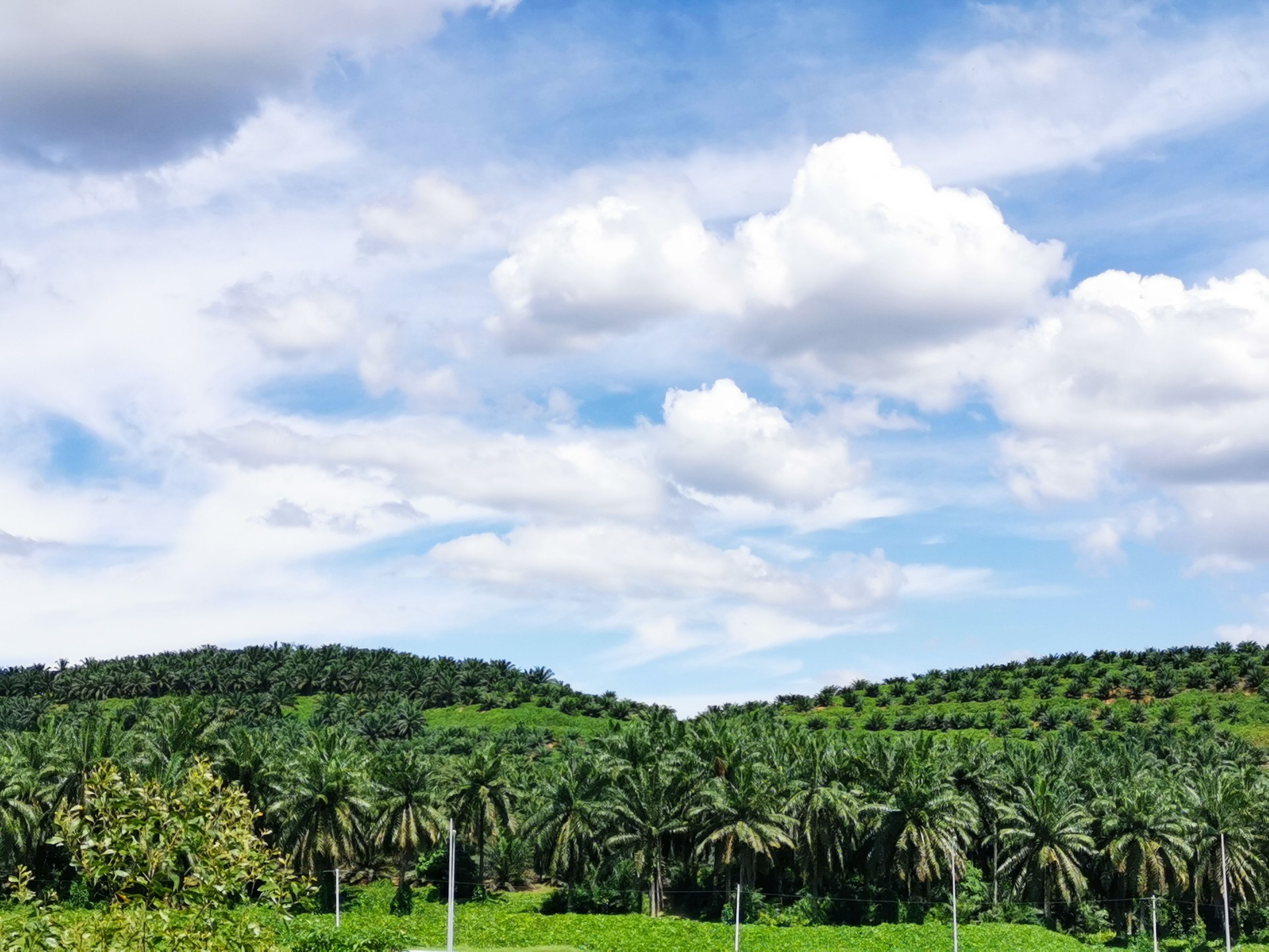 Agriculture: Bountiful Palm Oil Estate in Malaysia