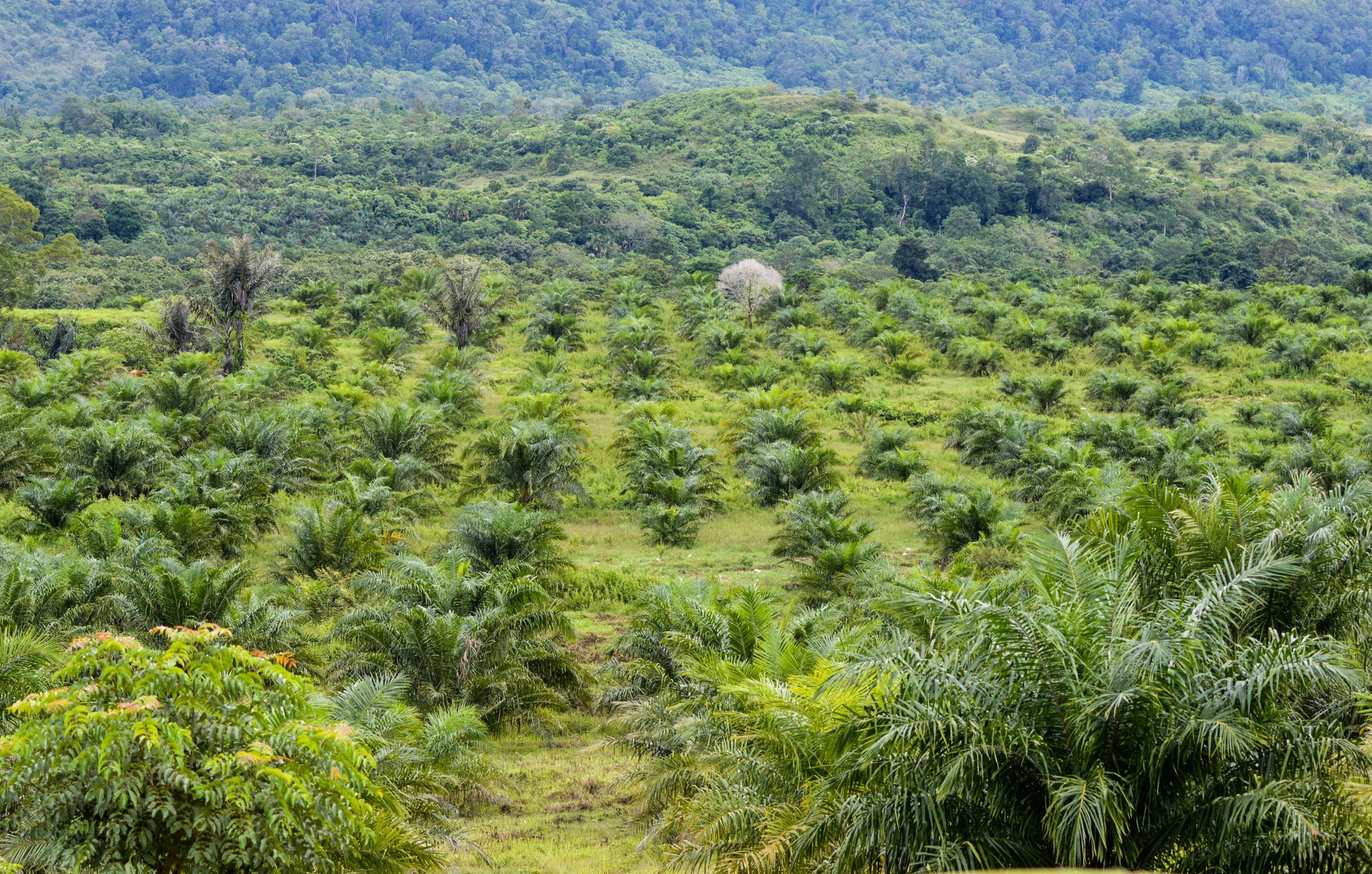 Palm oil stock photo